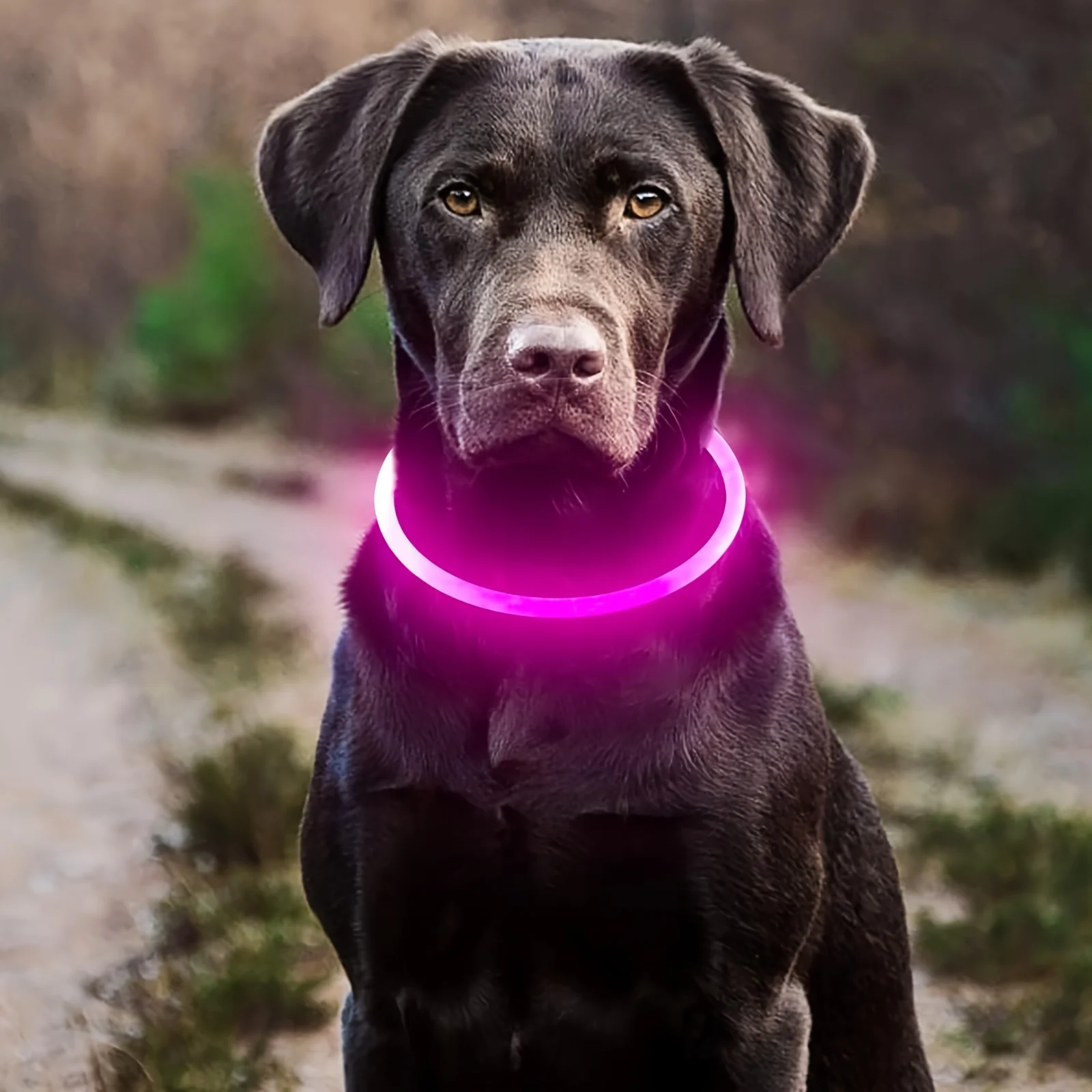 Pet Dog LED Light Collar Luminous Anti-Lost Dog Collar USB Rechargeable Dog Necklace Collar — изображение 3