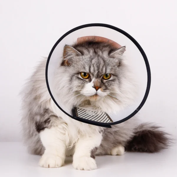 1pc Pet Elizabethan Collar for Dogs Comfy Cones to Stop Licking Protective Collar for Dog After Surgery Anti-Bite Lick - Image 4