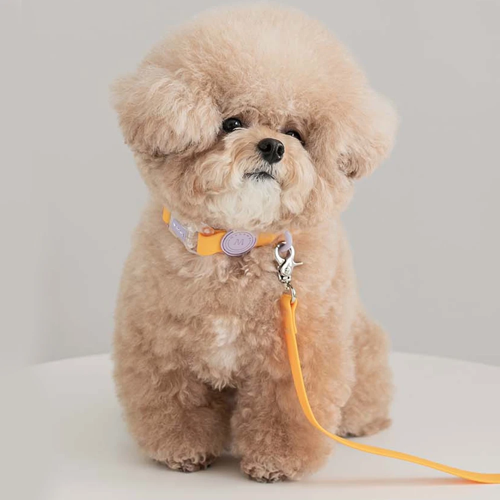 Transparent Buckle Candy Color Small Medium Dog Collar Fashion Cat Pet Collar For Puppy - Image 3